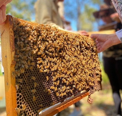 Beehives for biodiversity in residential community in Keperra, Queensland