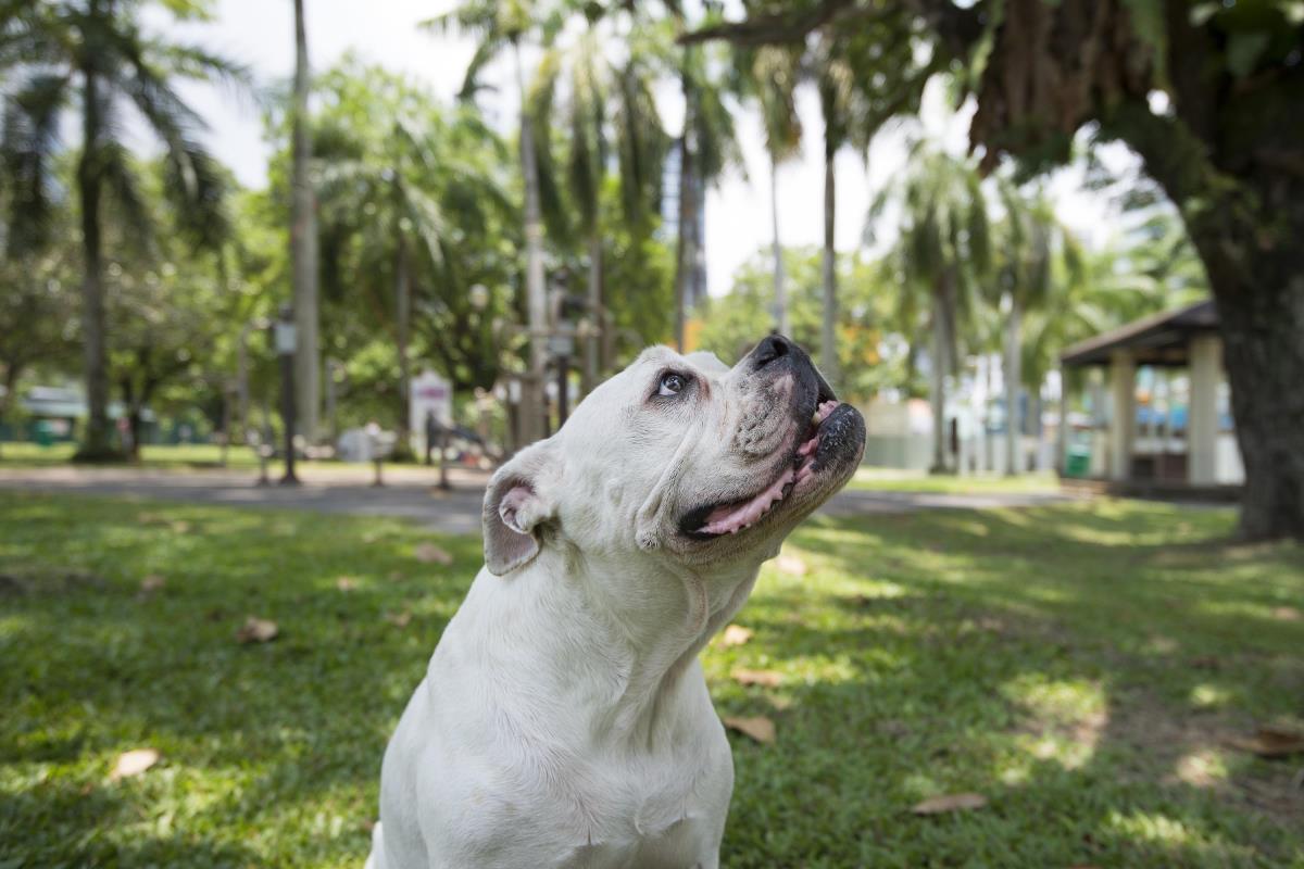 The dog run area at Katong Park are what dogs dream of to run wild and free.