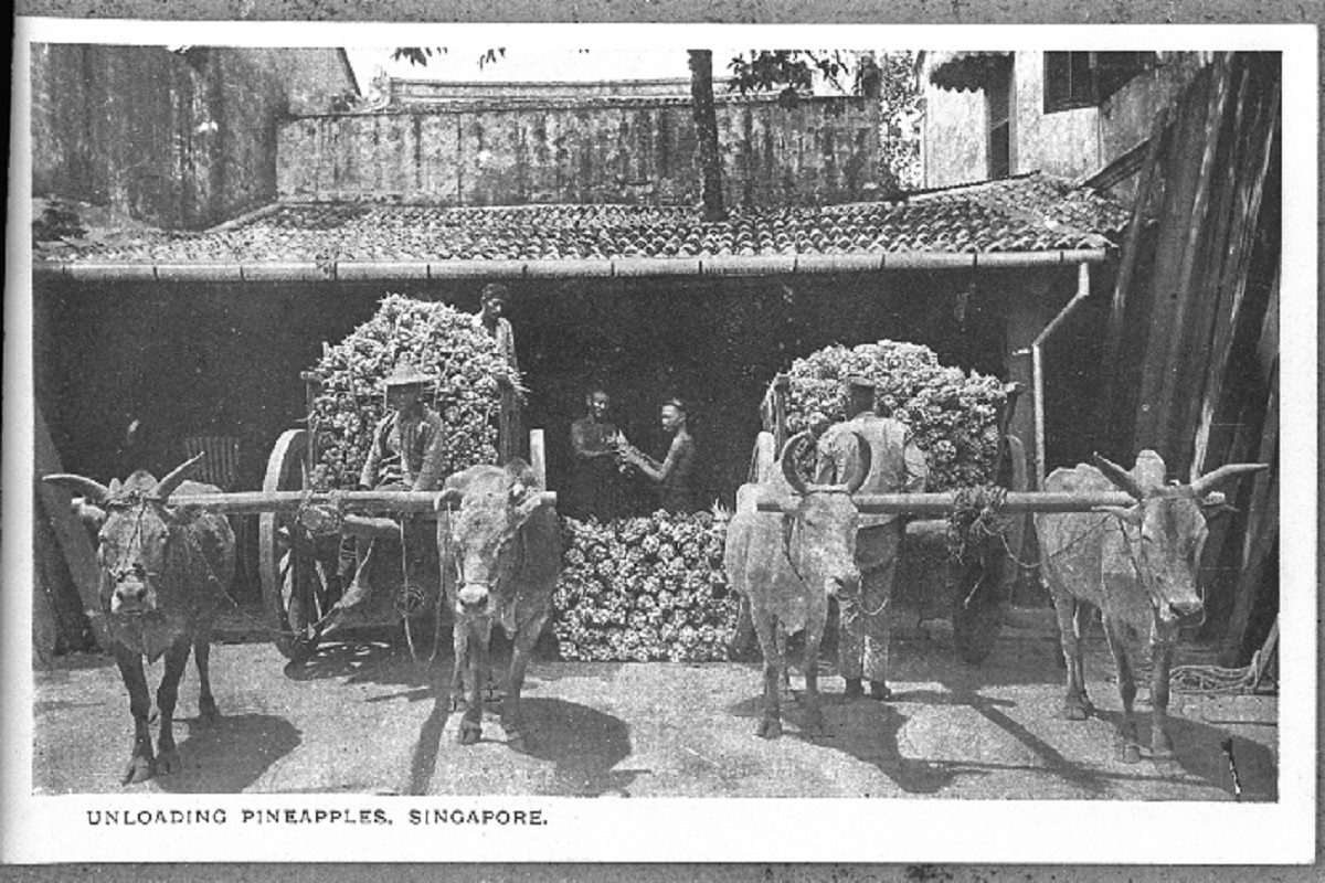 From the mid-1800s to early 1900s, pineapples were so abundantly grown in Singapore that prices were kept very low and many of Singapore's pioneering businessmen made their fortunes from here. (Source: National Archives of Singapore)